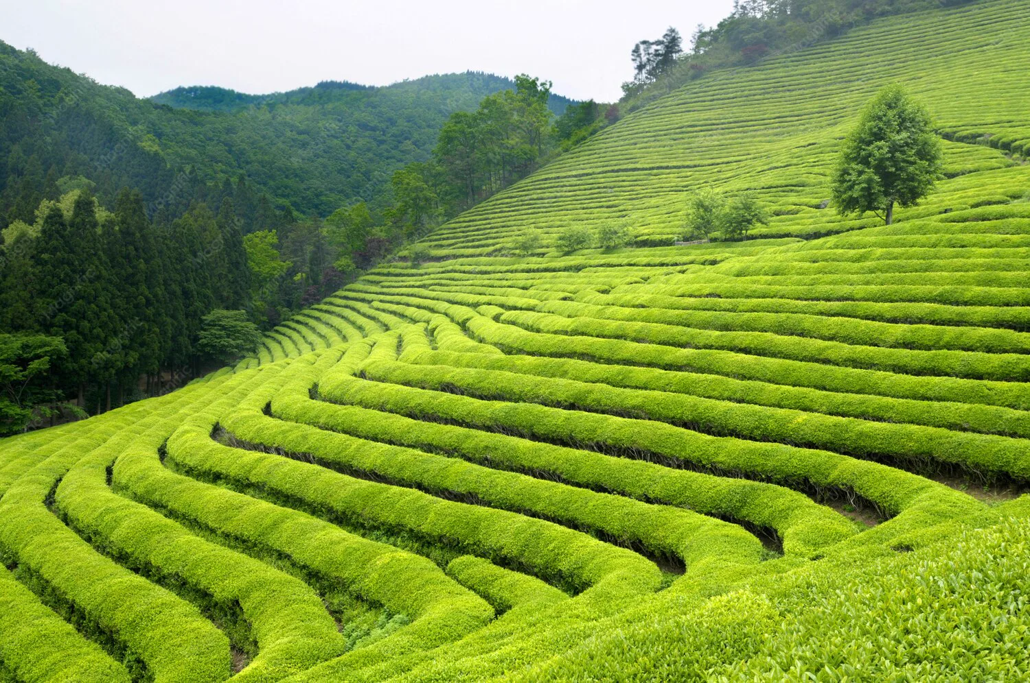 Matcha orgánico en polvo MatchaLab primera cosecha japonesa